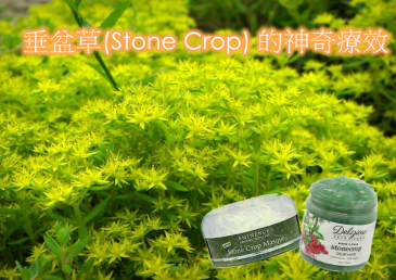 超強補濕、修復力！垂盆草(Stone Crop) 的神奇療效